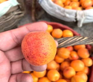 20230619_005_7233.jpg 20230619_005_7233.jpg