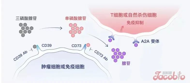 迎春开花!北京经开区生物医药企业三月集体报捷2.jpg 迎春开花!北京经开区生物医药企业三月集体报捷2.jpg