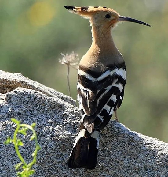 这是什么鸟?北京经开区博客雅苑的草坪上,它吃得正香.webp.jpg 这是什么鸟?北京经开区博客雅苑的草坪上,它吃得正香.webp.jpg