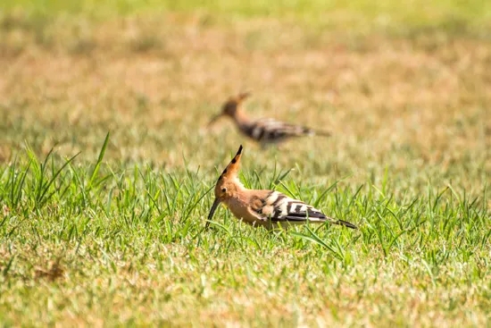 这是什么鸟?北京经开区博客雅苑的草坪上,它吃得正香.webp (1).jpg 这是什么鸟?北京经开区博客雅苑的草坪上,它吃得正香.webp (1).jpg