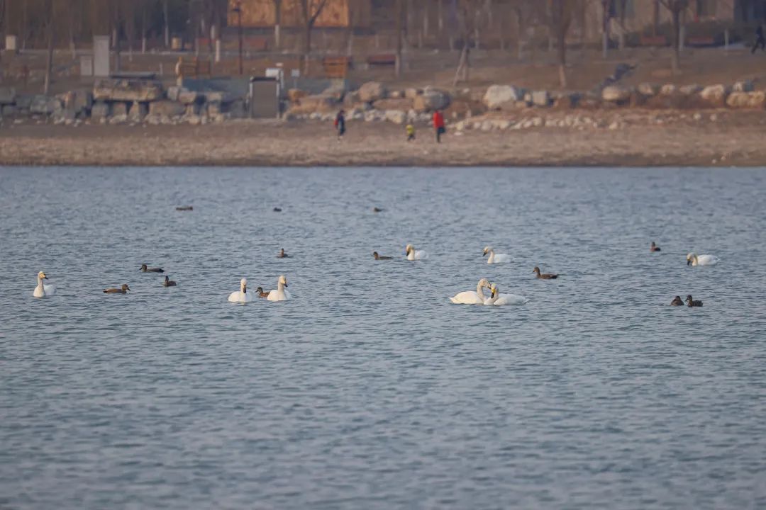 这是什么鸟?北京经开区博客雅苑的草坪上,它吃得正香.jpg 这是什么鸟?北京经开区博客雅苑的草坪上,它吃得正香.jpg