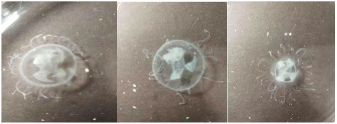 生态好、环境优!桃花水母为经开区水质“代言”2.png 生态好、环境优!桃花水母为经开区水质“代言”2.png