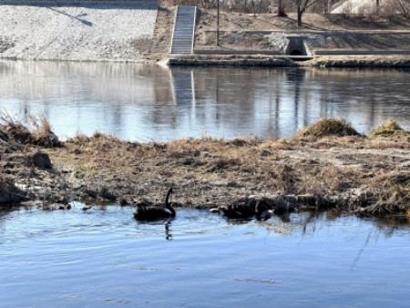 亦庄凉水河黑天鹅家族喜添新丁.jpg 亦庄凉水河黑天鹅家族喜添新丁.jpg