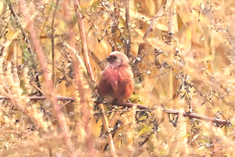北京陆生野生动物种类再增8种 1.jpg 北京陆生野生动物种类再增8种 1.jpg