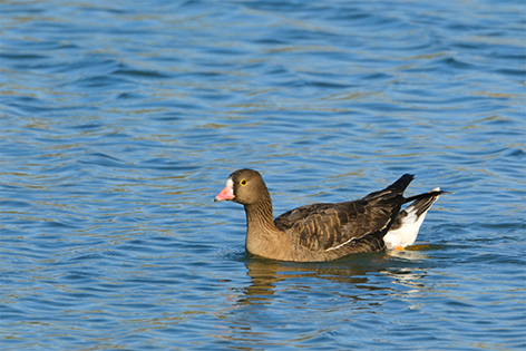 北京陆生野生动物种类再增8种 2.jpg 北京陆生野生动物种类再增8种 2.jpg