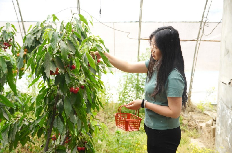 “非遗+采摘” 激活文旅融合新活力.jpg “非遗+采摘” 激活文旅融合新活力.jpg