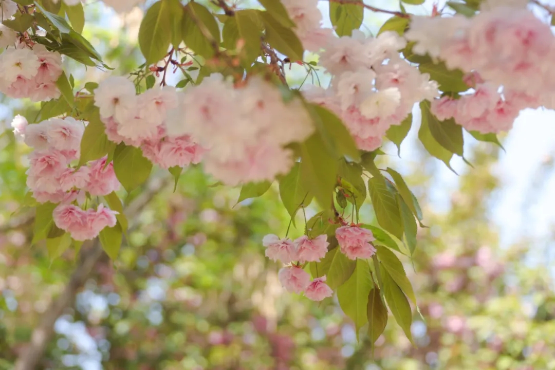 最美亦城四月天,看一万遍都不够!.webp (1).jpg