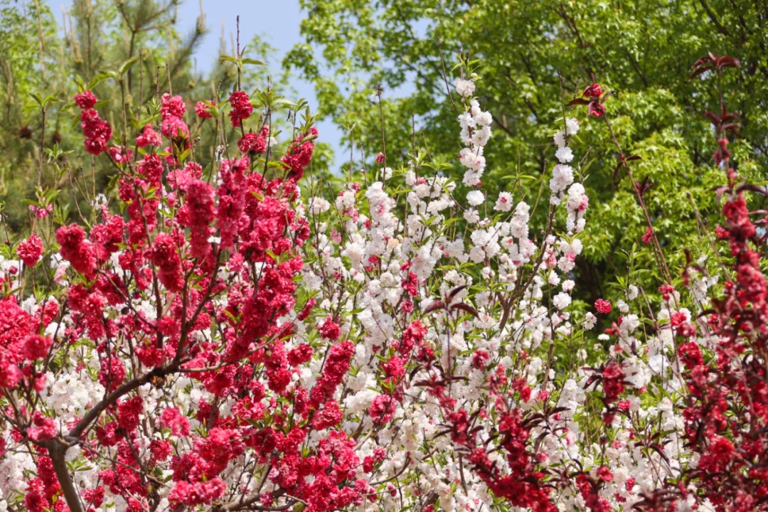 最美亦城四月天,看一万遍都不够!.webp (2).jpg