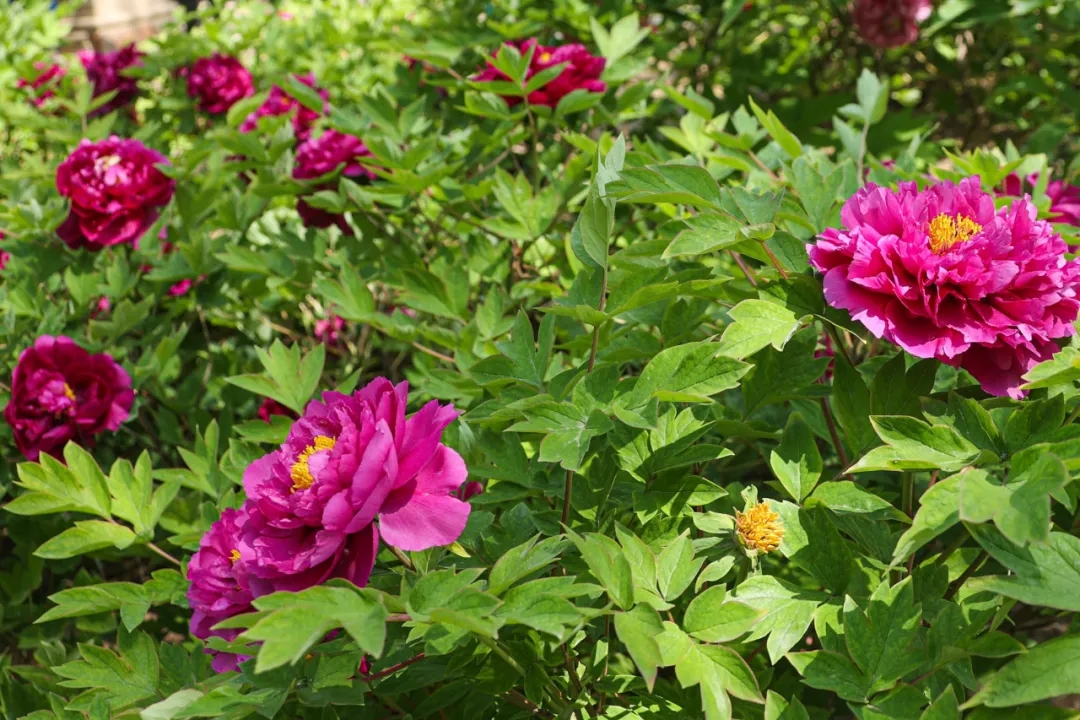 最美亦城四月天,看一万遍都不够!.webp (3).jpg