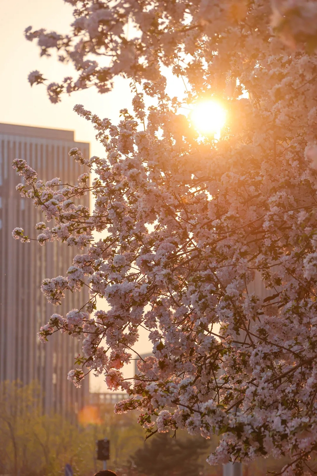 最美亦城四月天,看一万遍都不够!.webp (7).jpg