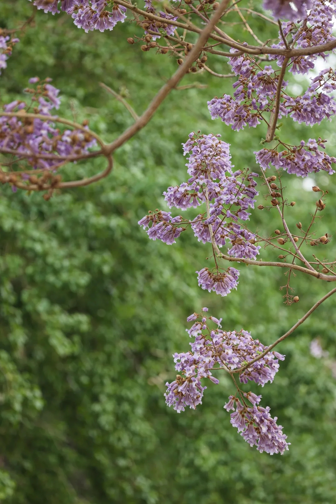 最美亦城四月天,看一万遍都不够!.webp (12).jpg 最美亦城四月天,看一万遍都不够!.webp (12).jpg
