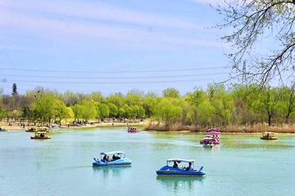 游客们正在划船。 蒋远晴_摄.jpg