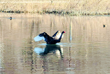 黑天鹅如约而至 凉水河生态持续向好.jpg