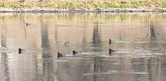 凉水河经开区段成为候鸟“冬季补给站”.jpg