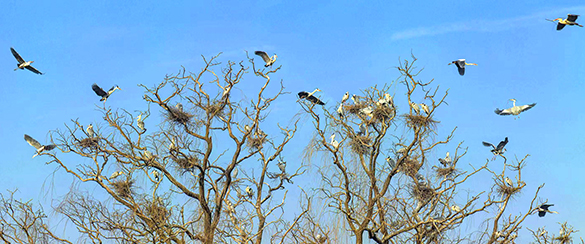 苍鹭归来筑新巢 麋鹿苑再显生态本色.jpg
