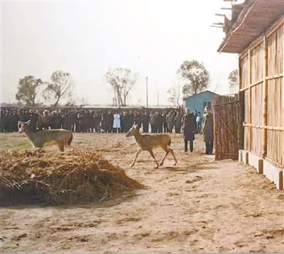 千年苑囿南海子 半部麋鹿归来史2.jpg