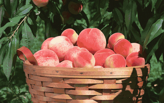 桃子、西瓜不能一起吃会中毒?柠檬水不能白天喝?真相来了.gif 桃子、西瓜不能一起吃会中毒?柠檬水不能白天喝?真相来了.gif