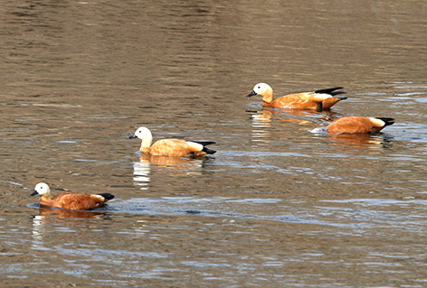 e6a4439c-dca8-4bd1-a733-6d3d22b0a3e5.jpg e6a4439c-dca8-4bd1-a733-6d3d22b0a3e5.jpg