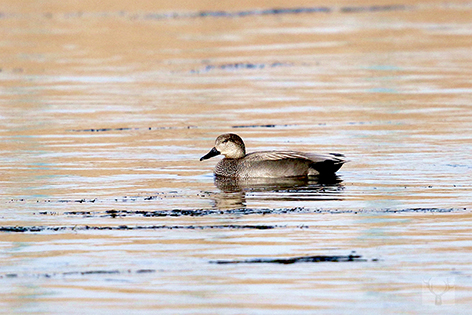 9e27fd90-6672-4cfb-9c3d-82f7d03cdc60.jpg 9e27fd90-6672-4cfb-9c3d-82f7d03cdc60.jpg