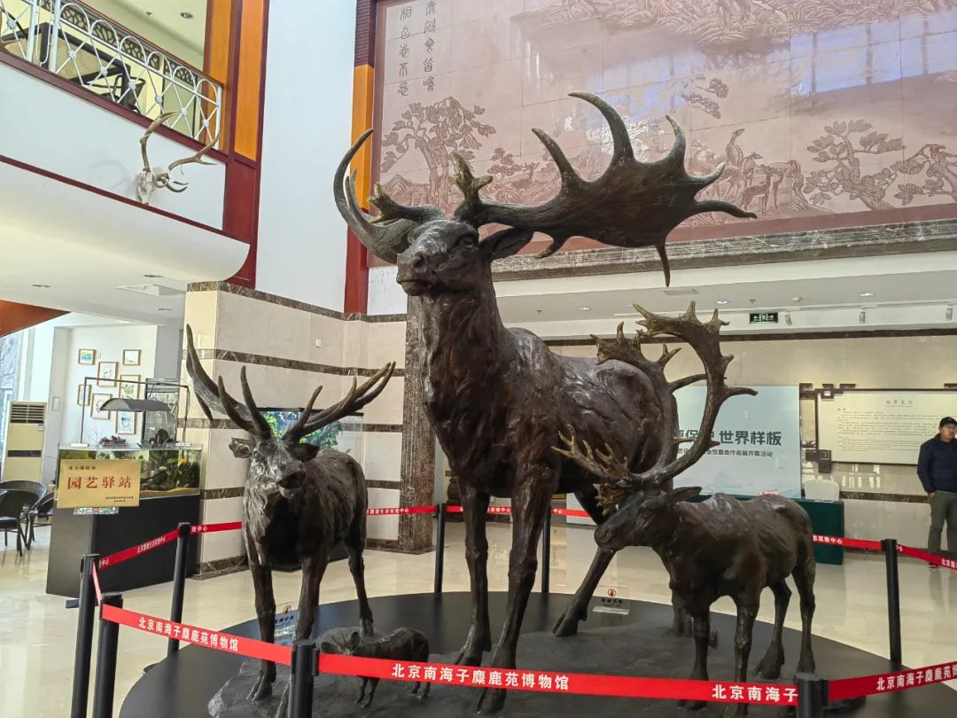南海子麋鹿苑博物馆新展开幕！.jpg
