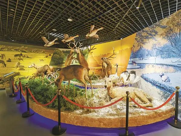 南海子麋鹿苑博物馆新展开幕！3.jpg
