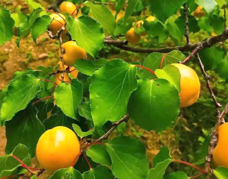 北寨红杏,果大形圆.jpg 北寨红杏,果大形圆.jpg