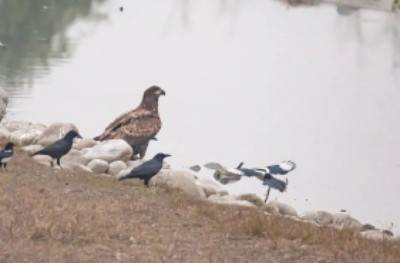两年新增15种 经开区“鹏”友圈再扩大2.jpg