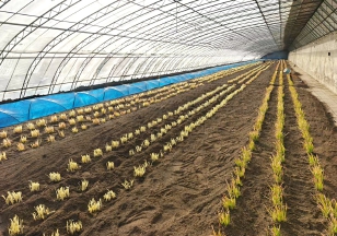 五色韭因菜身同时具备白、黄、绿、红、紫五种颜色而得名.jpg 五色韭因菜身同时具备白、黄、绿、红、紫五种颜色而得名.jpg