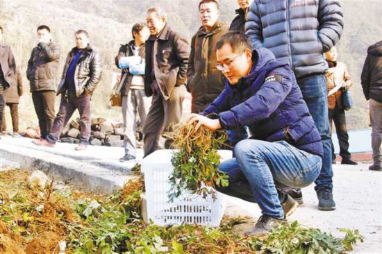 因地制宜带领村民种药材.jpg