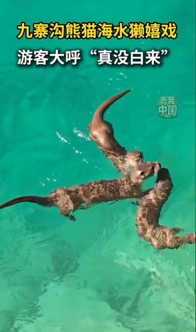 九寨沟水獭是引进物种?景区回应:原住民.png 九寨沟水獭是引进物种?景区回应:原住民.png