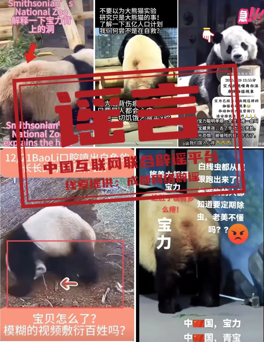 大熊猫“宝力”遭虐待?.jpg 大熊猫“宝力”遭虐待?.jpg