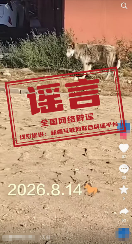 “新疆阿勒泰出现野生狼”不实.png